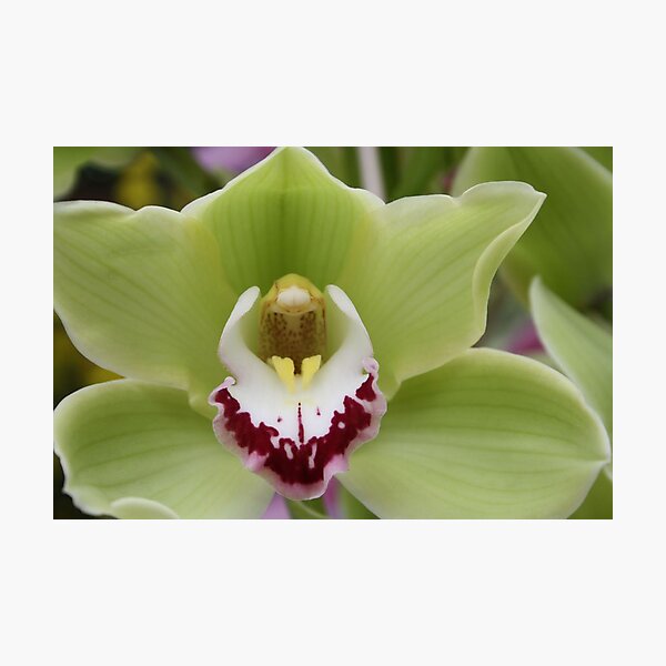 Green orchid closeup Photographic Print