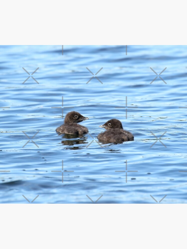 Baby loons by locustgirl