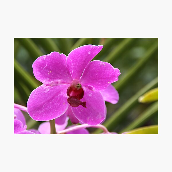 Purple orchid closeup Photographic Print