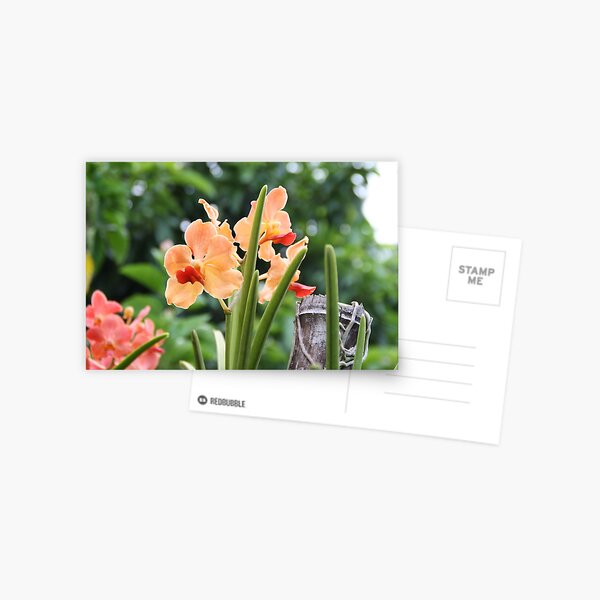Orchid garden Postcard