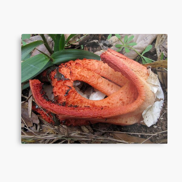 The Hatchling Metal Print