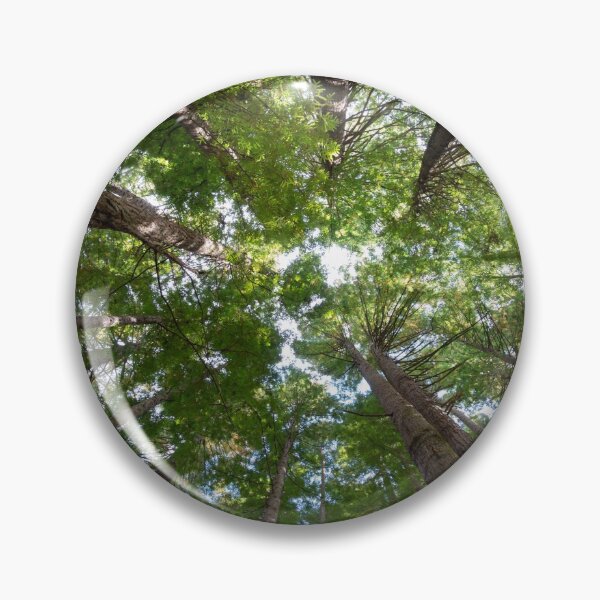 Item preview, Looking up to the Redwood trees. designed and sold by Anne Scantlebury.