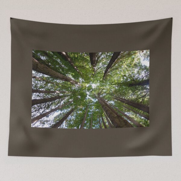 Item preview, Looking up to the Redwood trees. designed and sold by Anne Scantlebury.