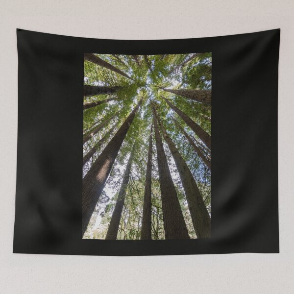 Item preview, Looking up the tall redwood trees. designed and sold by Anne Scantlebury.