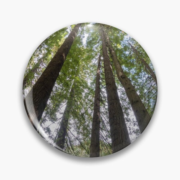 Item preview, Looking up the tall redwood trees. designed and sold by Anne Scantlebury.