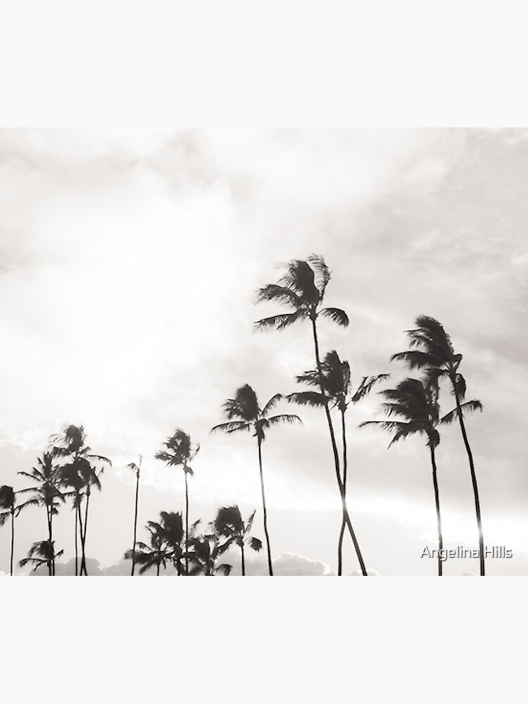 B&W Paia Palm trees by alohaportraits