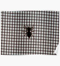 Spider, Spider on the Screen, Are You Mean? Poster
