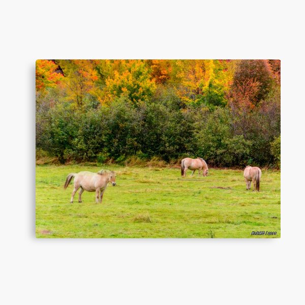 Item preview, Horses Enjoying a Beautiful Autumn Day designed and sold by kenmo.