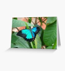 Ulysses butterfly Greeting Card