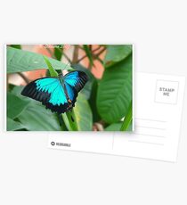 Ulysses butterfly Postcards