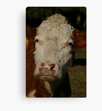 Moo. Canvas Print