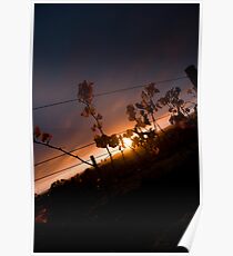 Vineyard Sunset Poster
