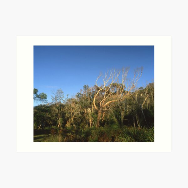 "That Tree" ∞ Mimosa Rocks, NSW - Australia Art Print