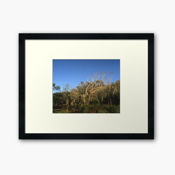"That Tree" ∞ Mimosa Rocks, NSW - Australia Framed Art Print