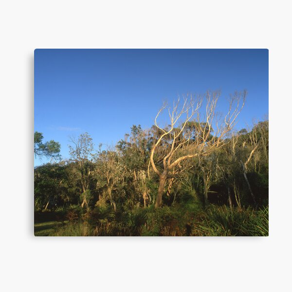 "That Tree" ∞ Mimosa Rocks, NSW - Australia Canvas Print