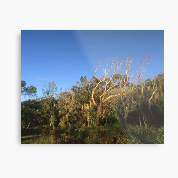 "That Tree" ∞ Mimosa Rocks, NSW - Australia Metal Print