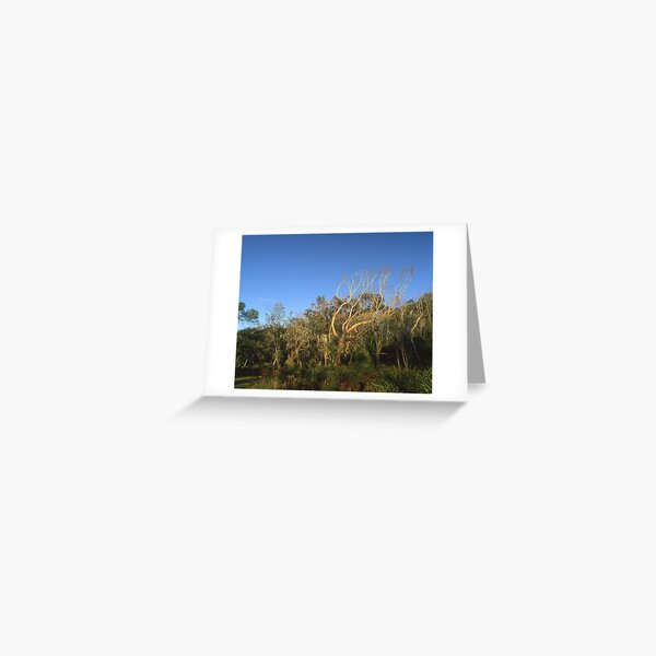 "That Tree" ∞ Mimosa Rocks, NSW - Australia Greeting Card