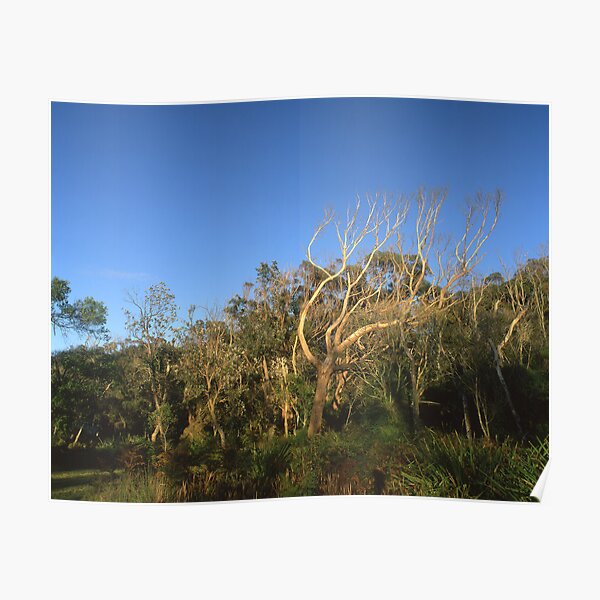 "That Tree" ∞ Mimosa Rocks, NSW - Australia Poster
