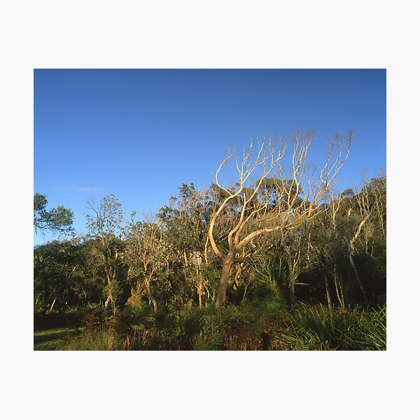 "That Tree" ∞ Mimosa Rocks, NSW - Australia Photographic Print