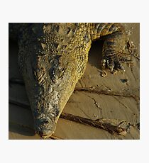 a croc in sunset...... Photographic Print