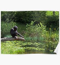 Thinking Bonobo Poster