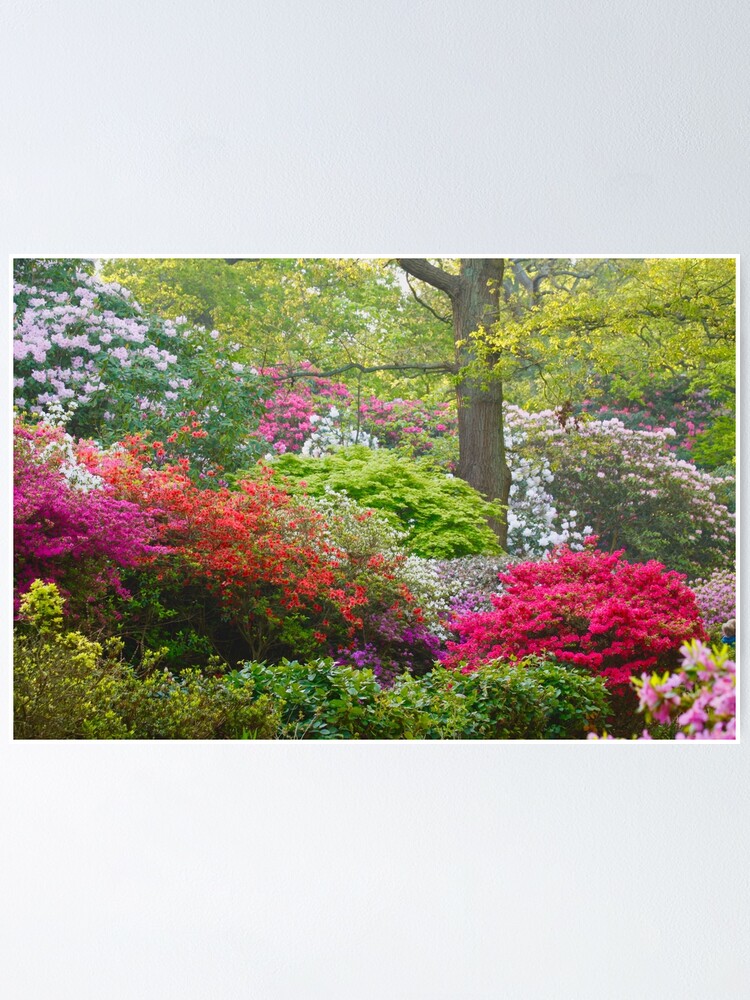 Póster «Azaleas y Rododendros en la Plantación Isabella.» de jmwilesphotos  | Redbubble