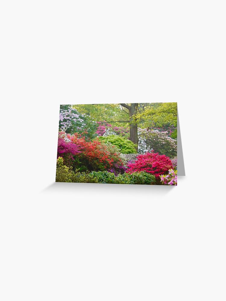 Tarjetas de felicitación «Azaleas y Rododendros en la Plantación Isabella.»  de jmwilesphotos | Redbubble