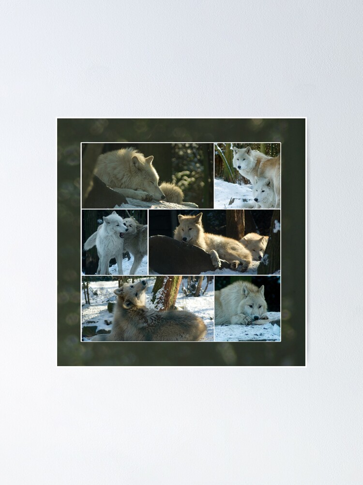 Thumbnail 1 of 3, Poster, A day with the wolves - collage designed and sold by steppeland.