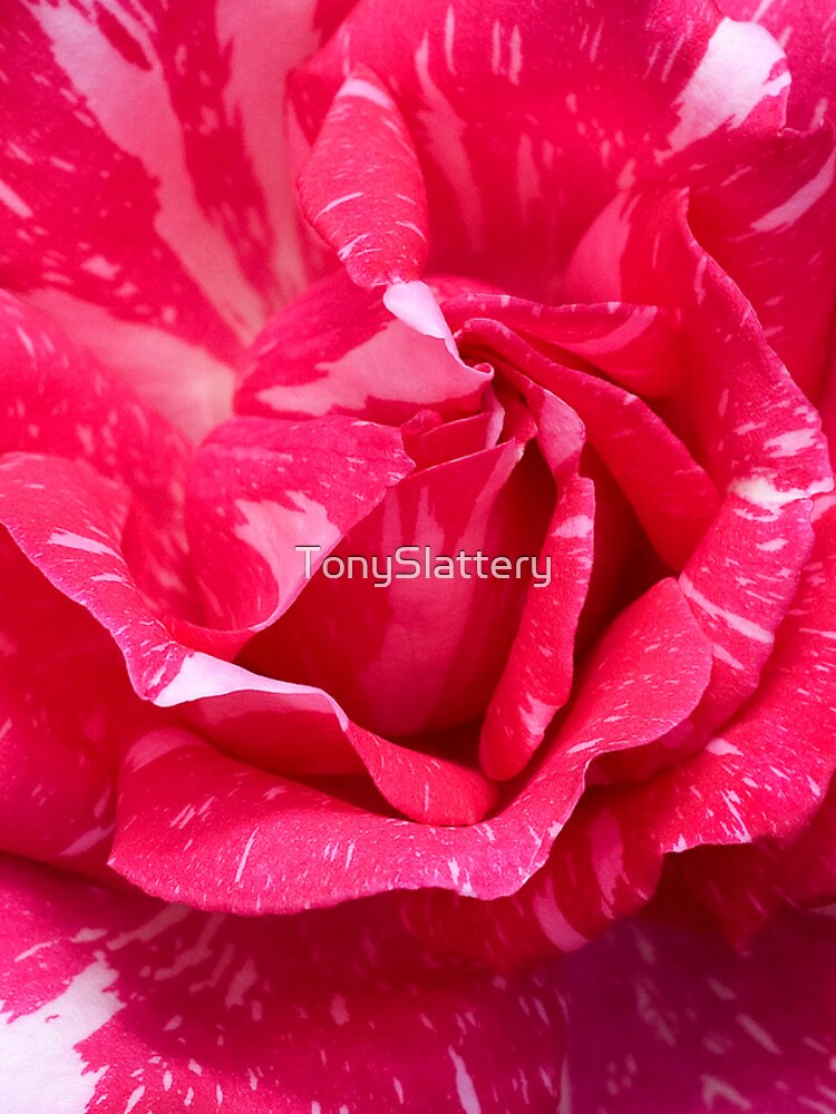 Variegated Rose by TonySlattery
