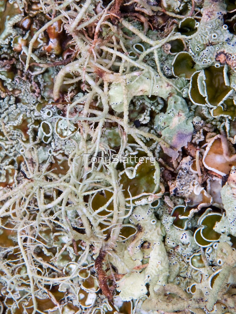 iPhone case Lichen by TonySlattery