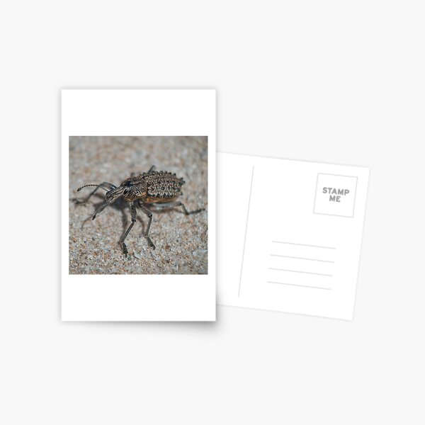 Item preview, The Weevil designed and sold by sean burke.