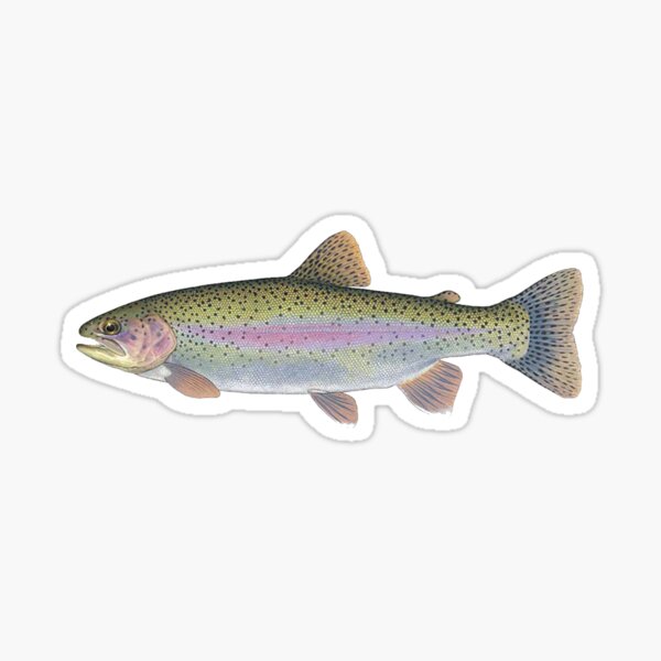 Trout Fish Merch & Gifts for Sale