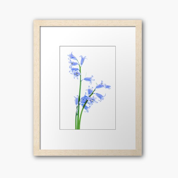 Bluebells Framed Art Print