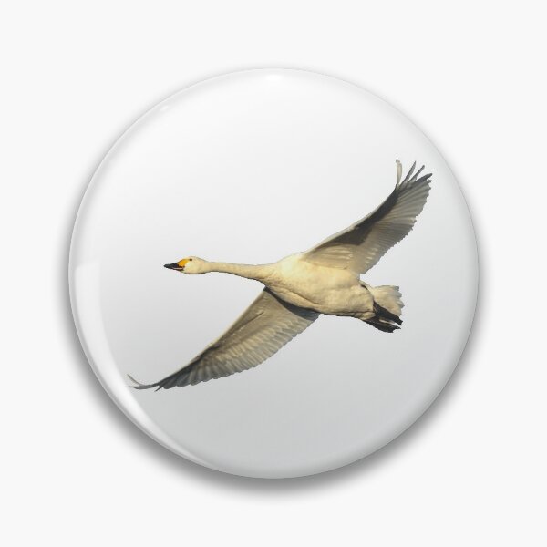 Item preview, Bewicks Swan on the wing designed and sold by Dalyndigital Photography.