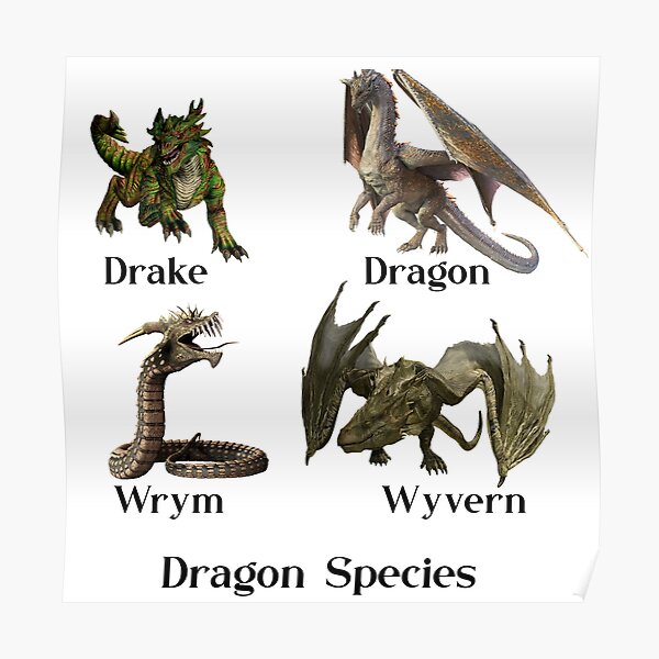 "Dragon Species Types Wrym Wyvern Drake" Poster for Sale by