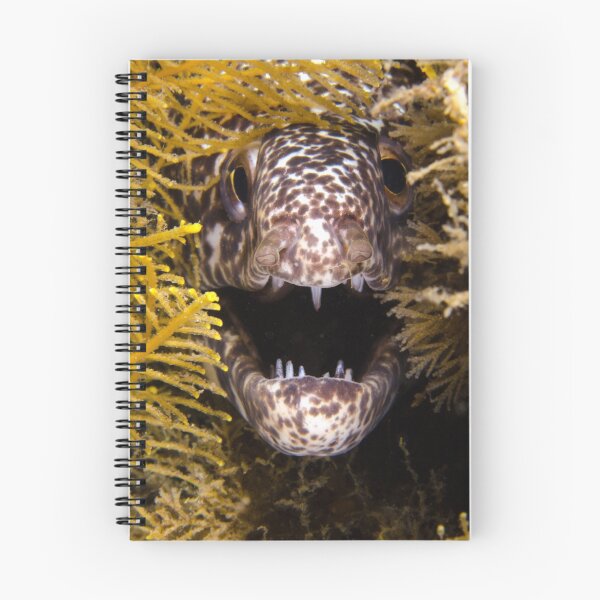 Artikelvorschau, Moray Fangs entworfen und verkauft von Brent Barnes.