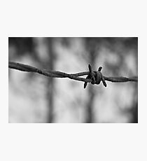 Through the wire Photographic Print