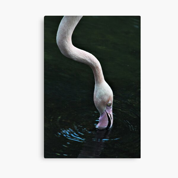 A Long Neck Canvas Print