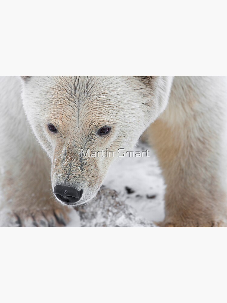 Up Close and Personal by MartinSmart
