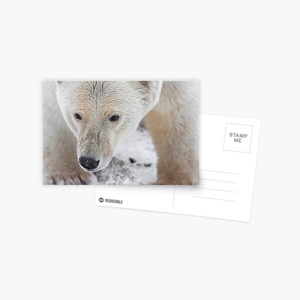 Up Close and Personal Postcard