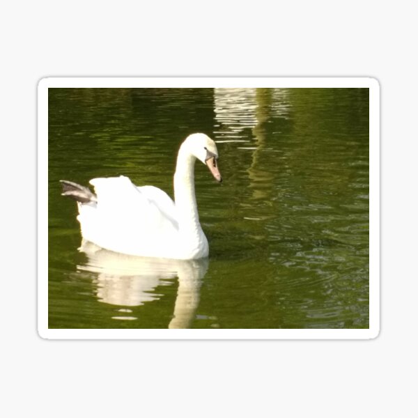 M.I. #55 |☼| Swan - Shot 13 (Pearson Park) Sticker