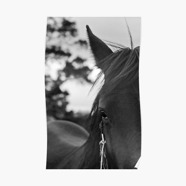 Horses Moving on the Snow Poster