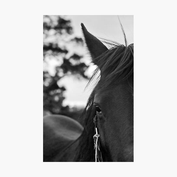 Horses Moving on the Snow Photographic Print