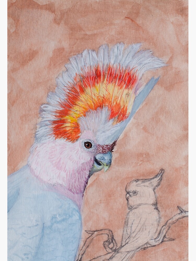 moluccan cockatoo drawing