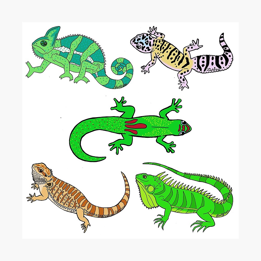 Lizard Party Lizard Party