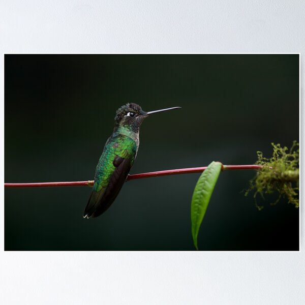 Item preview, Talamanca Hummingbird designed and sold by mlorenz.
