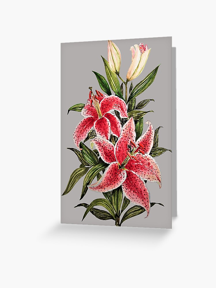 Tarjetas de felicitación «Arte de acuarela de flores de lirio rojo» de  Oirabot | Redbubble