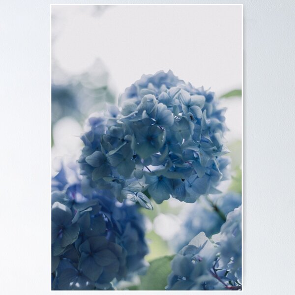 Item preview, Beautiful Blue Hydrangeas designed and sold by newburyboutique.