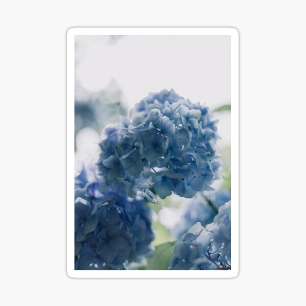 Item preview, Beautiful Blue Hydrangeas designed and sold by newburyboutique.