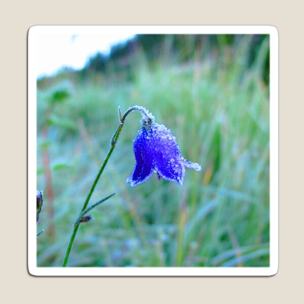 Watercolor Flower, Parry's Bellflower 03, Lost Creek Wilderness, Colorado Magnet